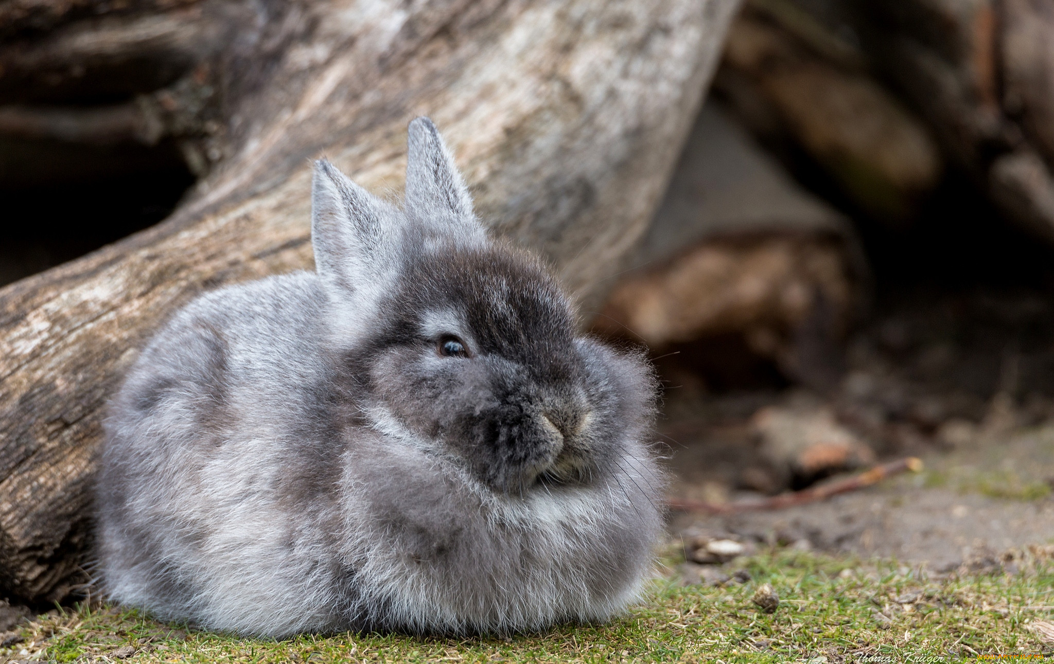 К чему снится кролик серый. Серый великан кролик. Аляскинский кролик. Серый кролик пушистый. Заяц серый.